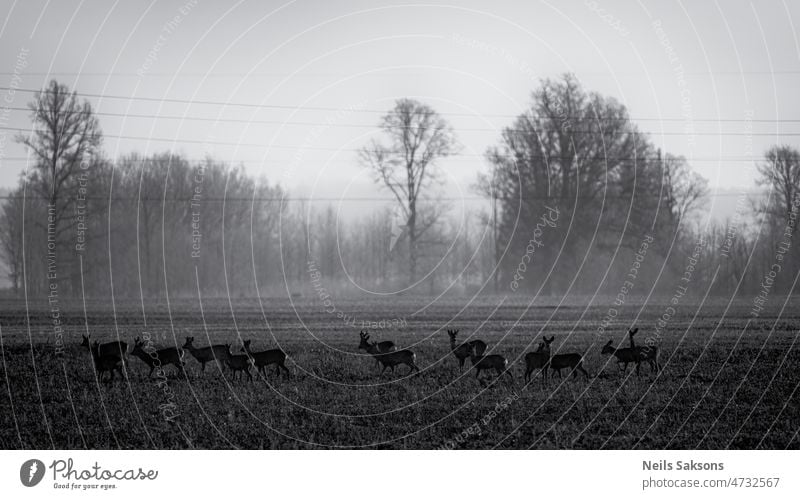 herd of deer graze in agricultural field landscape animal stag doe ruminant antler forest natural nature wildlife meadow fauna habitat