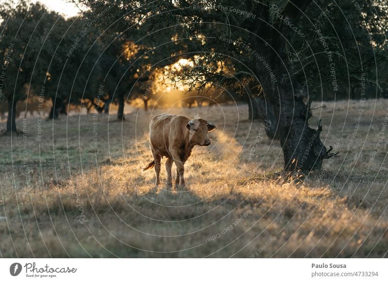 Cow on the field Cattle Landscape Alentejo Portugal Willow tree Animal Agriculture Farm animal Cattle breeding Grass Meadow Nature Livestock Cattle farming