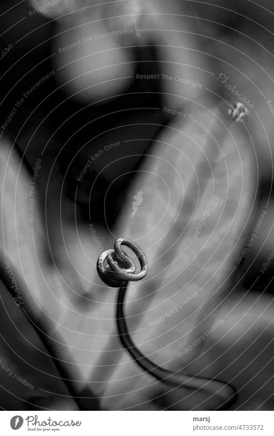 Squiggles in black and white. Dark and mysterious. spirally Mysterious Authentic whorls turning naturally Nature Thin Abstract Part of the plant Rotate Spiral