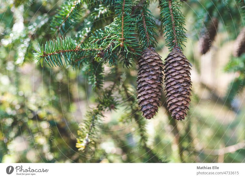 Fir cone on fir branch Baden Württemberg Tree Germany Glass Valley Nature location plants Fir tree Hiking tours Cone Deserted blurriness Shallow depth of field