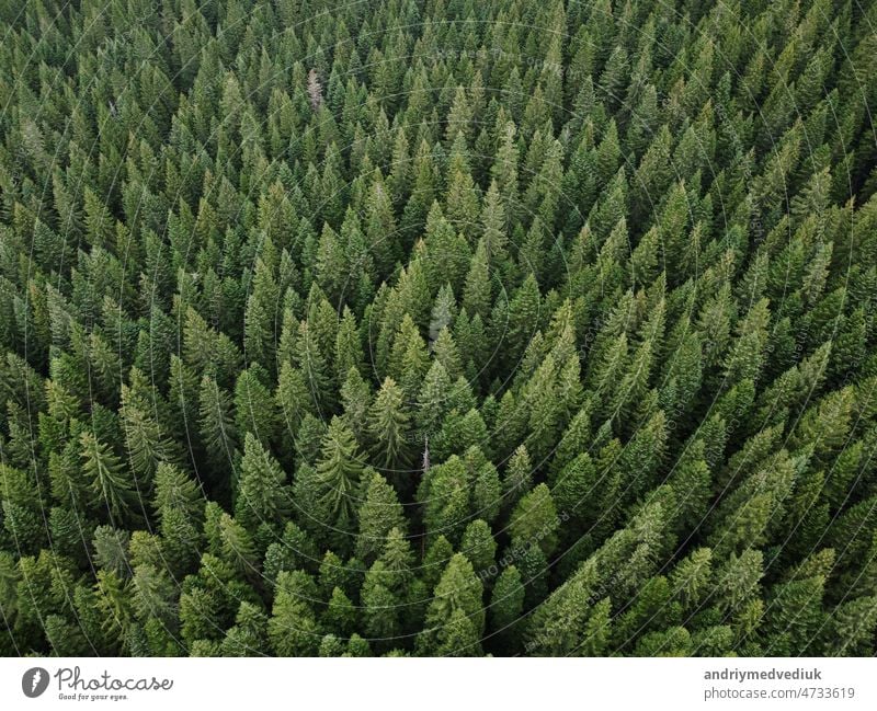 Aerial top view pine forest. Texture of coniferous forest view from ...