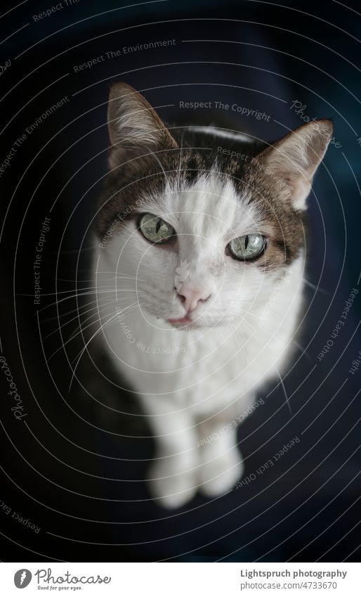 Selective focus shot of a gray cat with an angry cat face with a