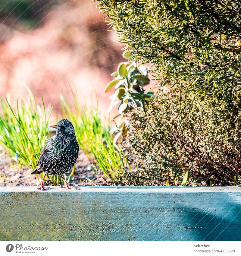 teakettle | i am a star... wittily plumage Flying animal world Ornithology songbird Starling Environment birds Garden Seasons pretty Cute Love of animals