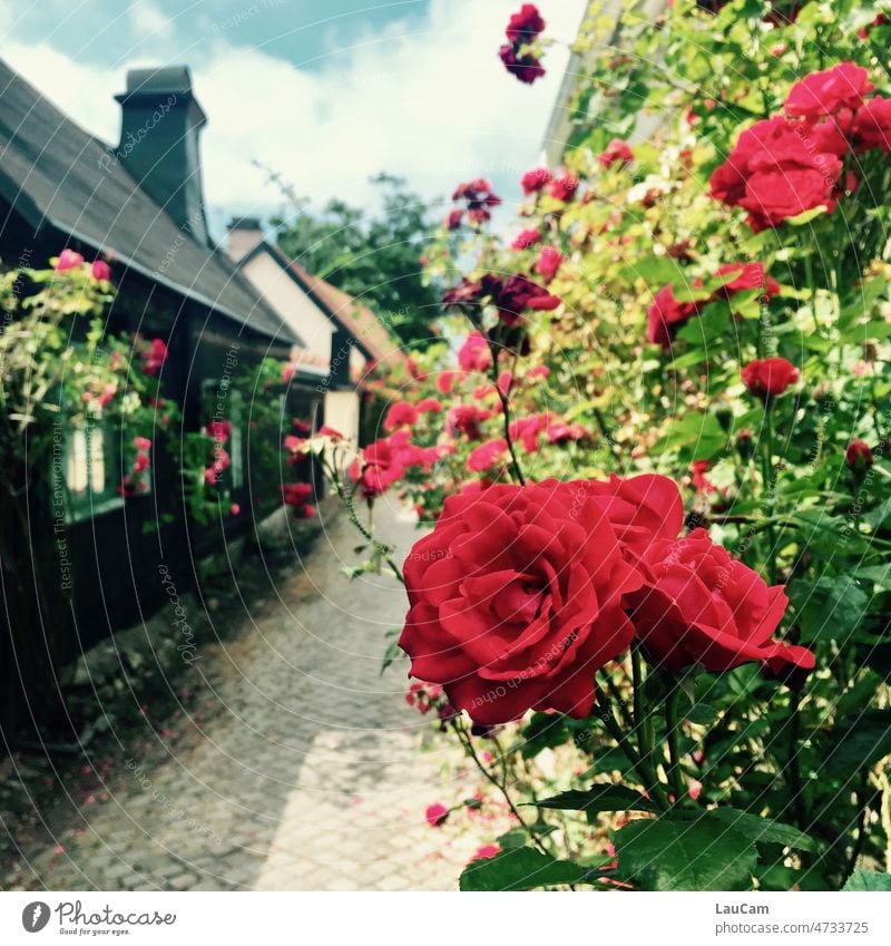 Red Roses roses pink red roses Flower sea of flowers Rose blossom Rose leaves Romance Blossom Fragrance Blossoming Nature Garden Shallow depth of field Close-up