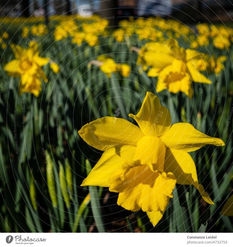 Daffodils by the wayside Narcissus Spring Yellow Plant Colour photo Blossoming Nature Spring fever Flower Wild daffodil Easter Growth Green Meadow Sunlight