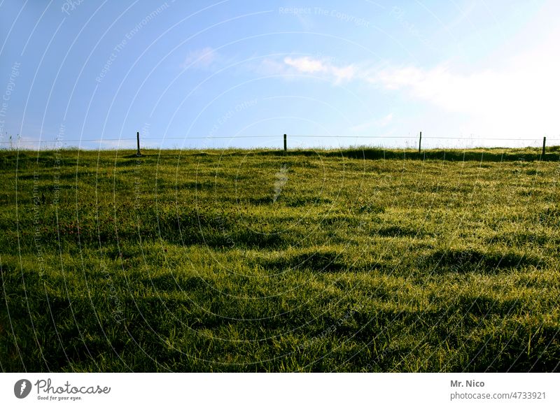 On the dike Meadow Willow tree Agriculture agriculturally Idyll Country life Rural Grass Sky Fence Green Summer Pasture fence Nature Environment naturally