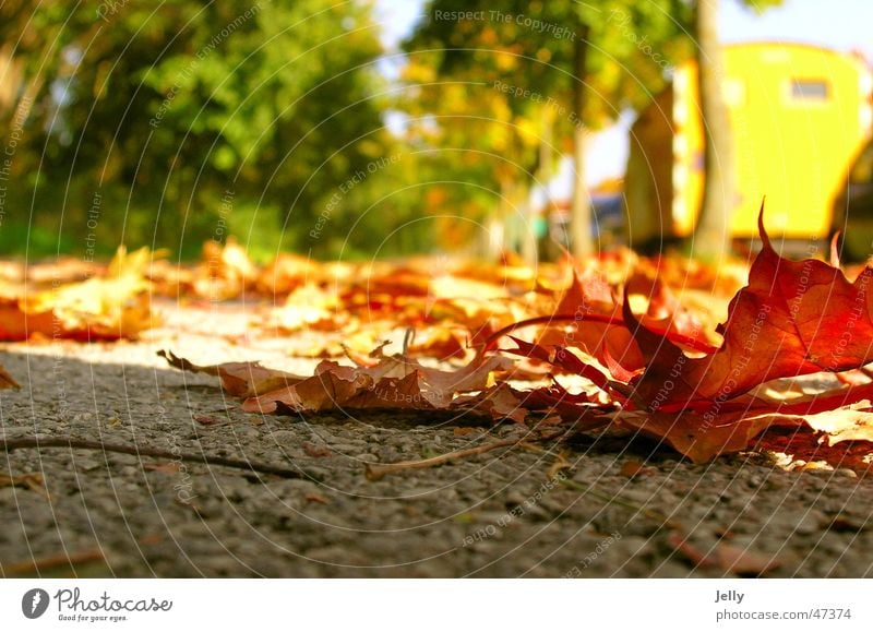 autumn is coming Red Green Yellow Blur Leaf Asphalt Tree Avenue Sidewalk To go for a walk Floor covering Street