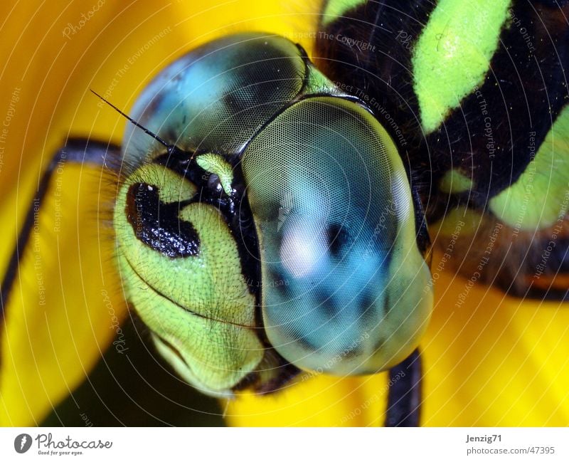 Mosaic Maidweed Dragonfly Insect Southern hawker Compound eye Macro (Extreme close-up)