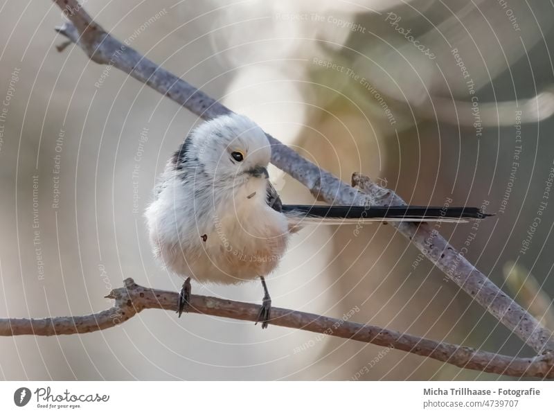 Long-tailed Tit in the Sunshine - a Royalty Free Stock Photo from Photocase