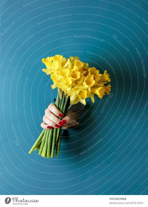 Bouquet of yellow blooming daffodil flowers bunch in woman hand at blue wall background bouquet punches through creative springtime concept front view blossom