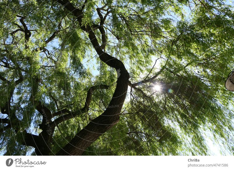 View up through wide branched canopy of old tree with spring green and sun star Tree Nature Sky Exterior shot Plant Colour photo Green Environment Summer fresh