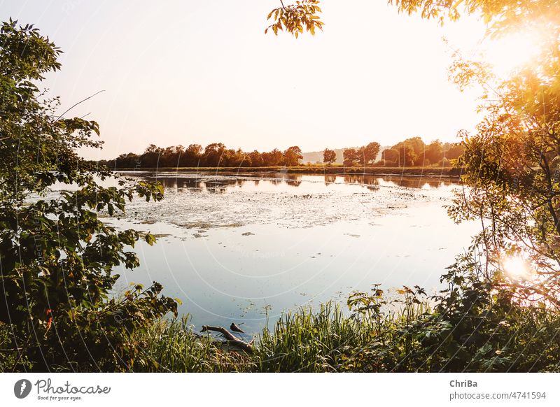 View of water landscape in evening light framed by summer bushes and trees Water Surface of water Reflection reflection Water reflection Exterior shot Lake