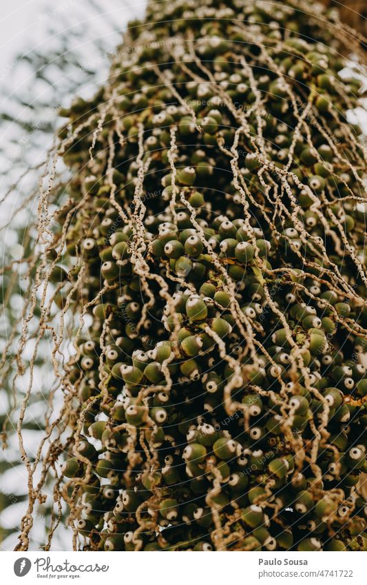 Dypsis decaryi Palm fruits Dypsis lutescens Palm tree palm Fruit Garden Green Palm frond Plant Summer palm garden Vacation & Travel Palm beach Exotic