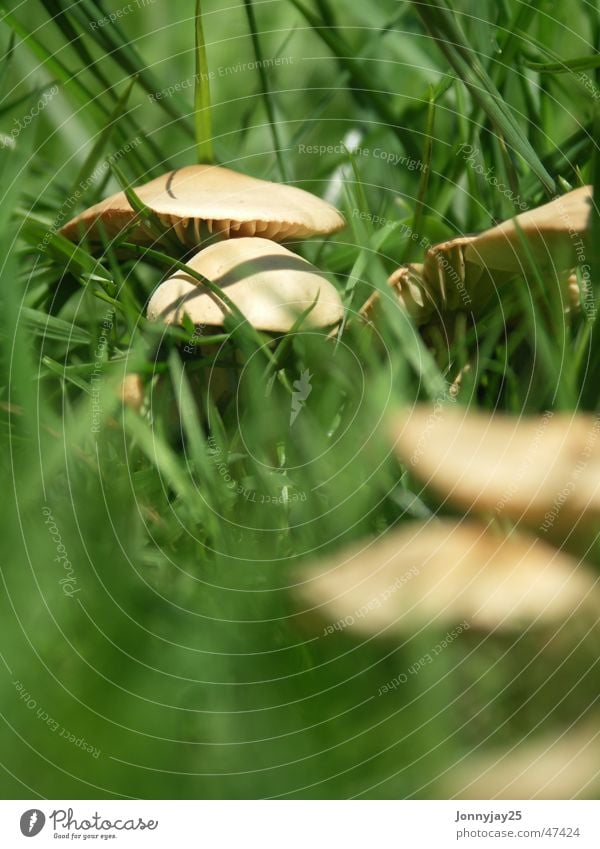 mushroom Depth of field Grass Meadow Forest Summer Collection Search Green Brown Delicious Poison Unhealthy Small Mushroom Macro (Extreme close-up) Close-up
