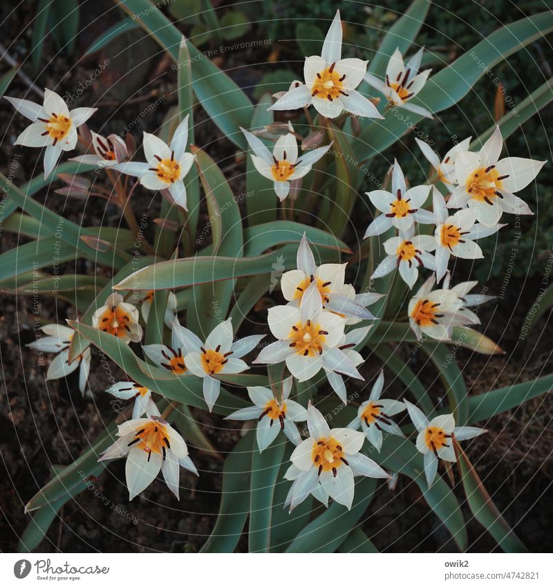 wild tulips flowers Spring Blossoming Growth petals Ambitious Nature Garden Plant Exterior shot Close-up Colour photo pretty Blossom leave Detail Long shot