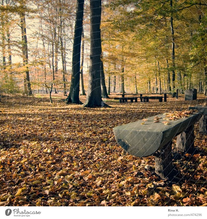 autumn Environment Nature Landscape Autumn Tree Forest Illuminate Natural Calm Wooden bench Picnic Autumn leaves Beech wood Square Tree trunk Colour photo