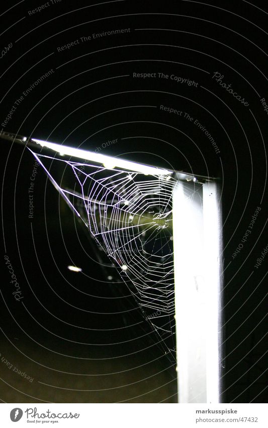 spider web Spider Night Light Lamp Insect Net Light (Natural Phenomenon)