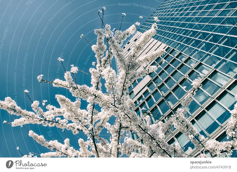 cherry blossom Blossom Tree Cherry Cherry blossom White Sky Blue High-rise Building Glass Escape Worm's-eye view Architecture Nature Twig twigs branches Soft