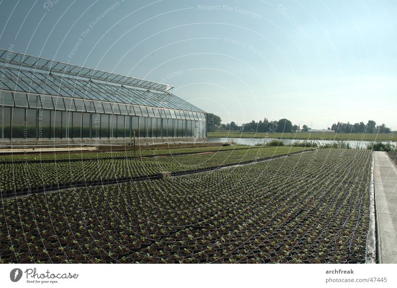 Vierlande and Marschlande Greenhouse Agriculture Autumn Sapling Plant Sky Garden Horticulture Central perspective Building line Breed