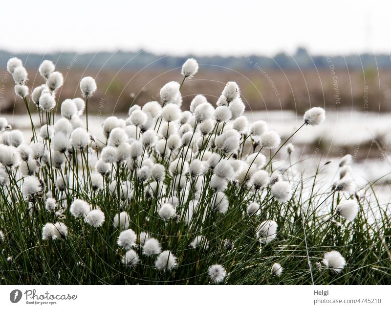 Happy Birthday, willma!  - Cotton grass tuft in bog with seed stand Bog moorland Cotton grass tufts Nature naturally Plant Deserted Exterior shot Marsh Spring