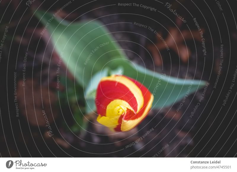 Red yellow tulip seen from above. Tulip Tulip blossom Flower flowers Yellow Spring Blossoming Colour photo Minimalistic Gyroscope whirl Green Leaf tulips