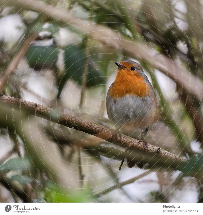 Robin sitting waiting in blackberry bush Robin redbreast Bird Blackberry Blackberry bush Nature Exterior shot Colour photo Plant Close-up Day Animal Deserted