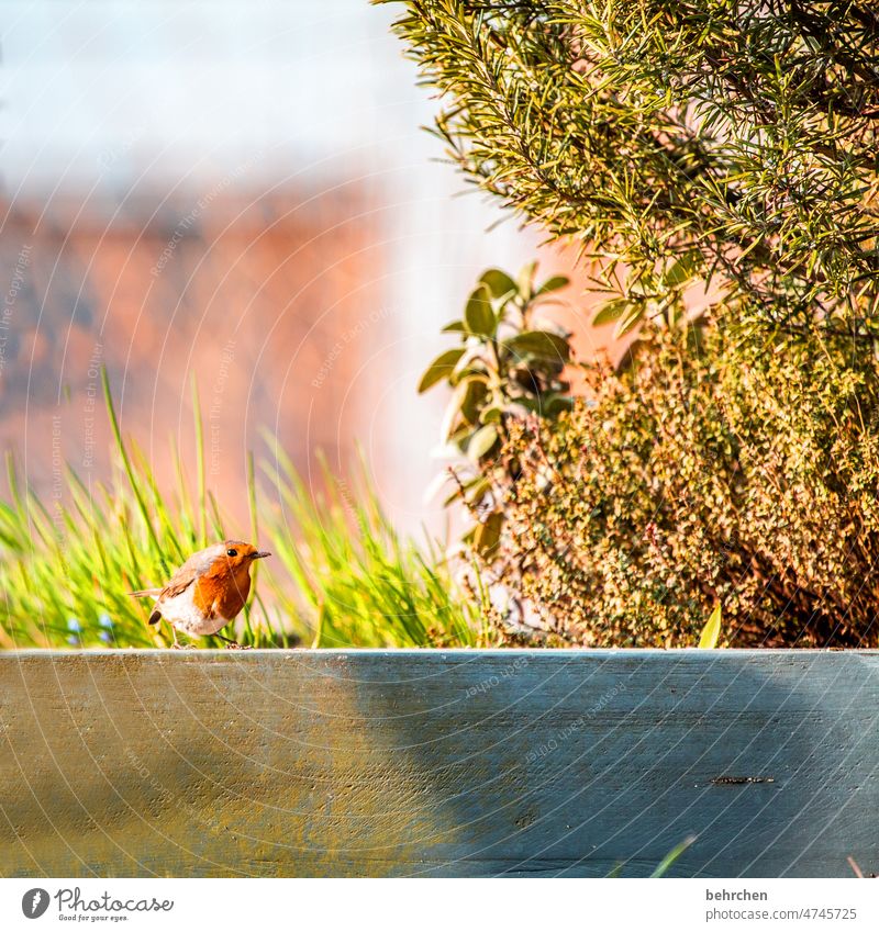 Place in the sun Nature songbird Wild animal Summer Spring Animal portrait Bird Robin redbreast Colour photo Seasons Small Close-up Beak Feather Ornithology