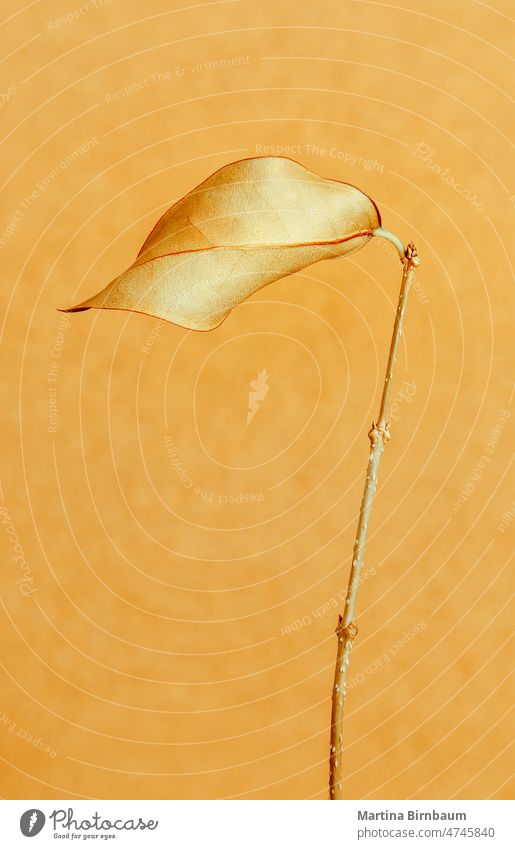 Simple  golden leaf on a golden background simple tenderness elegance single brown pastel art minimalism stem wilted flower one macro petal copy space isolated