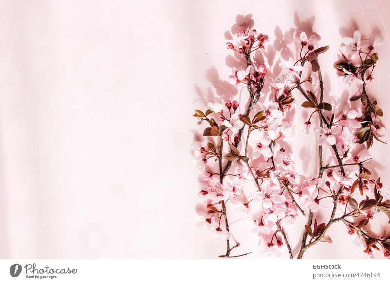 Cherry flowers branch on pink background. Copy space copy space blossom nature cherry spring bloom petal japanese yellow background springtime sakura wallpaper