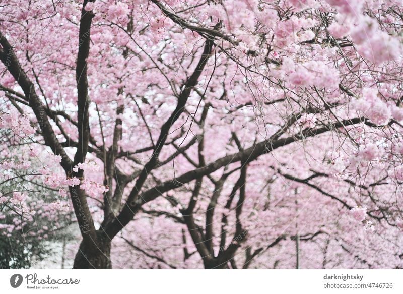 Sea of Cherry Blossoms - a Royalty Free Stock Photo from Photocase