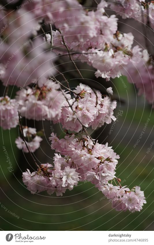 Sea of Cherry Blossoms - a Royalty Free Stock Photo from Photocase