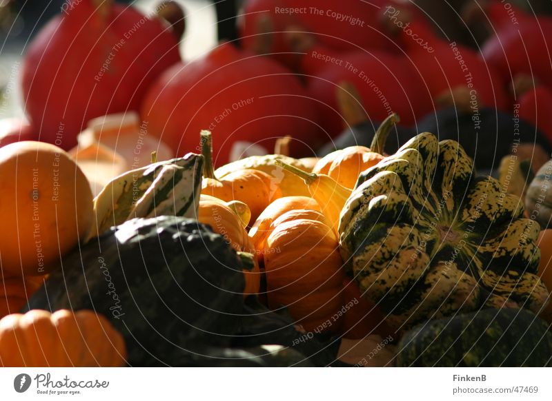 pumpkin Autumn Pumpkin Markets Sun