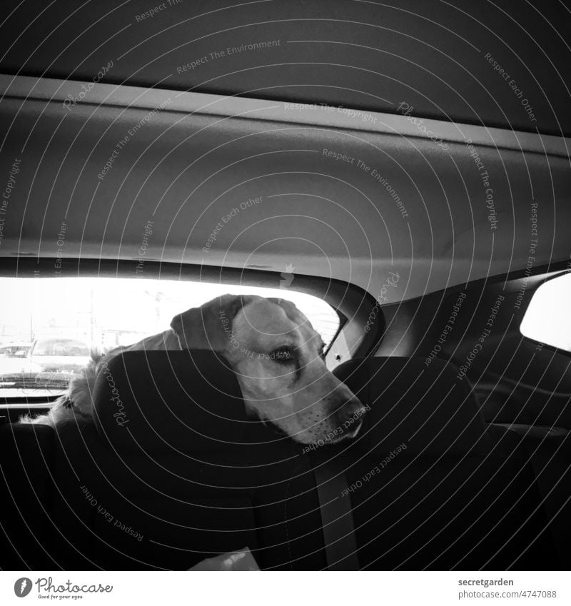 expectations Dog car Black & white photo Rear seat Wait well-behaved Car Animal Pet travel Cute Humor humorous Snout Transport Looking faithful Labrador