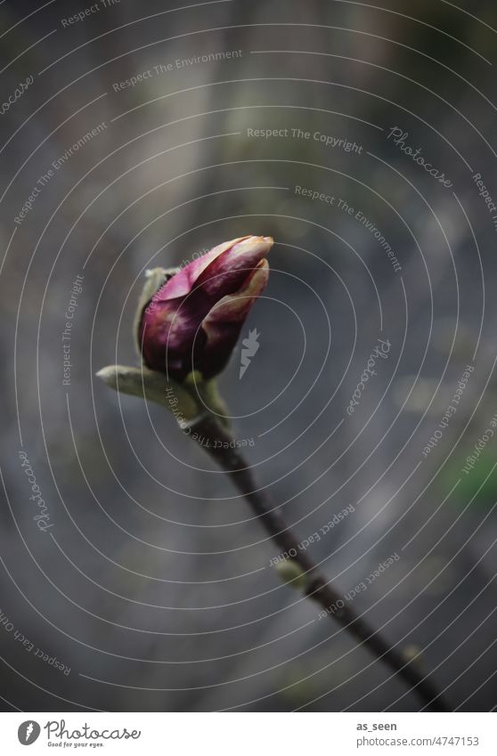 Magnolia bud magnolia pink Blossom Spring Nature Pink Magnolia blossom Magnolia tree Plant Magnolia plants Blossoming naturally Garden Spring fever Delicate