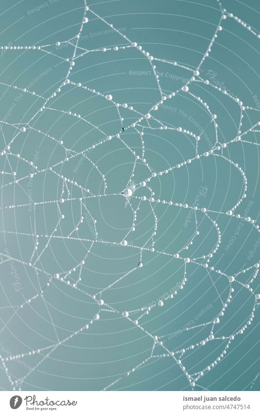 Spider web on abstract blur green background - PatternPictures