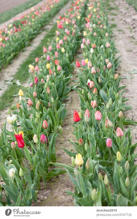 Several rows of colorful tulips on a field of flowers Flower fields Pick Spring Tulip Field Easter Ostrich souvenirs Firm variegated cheerful Nature Bouquet