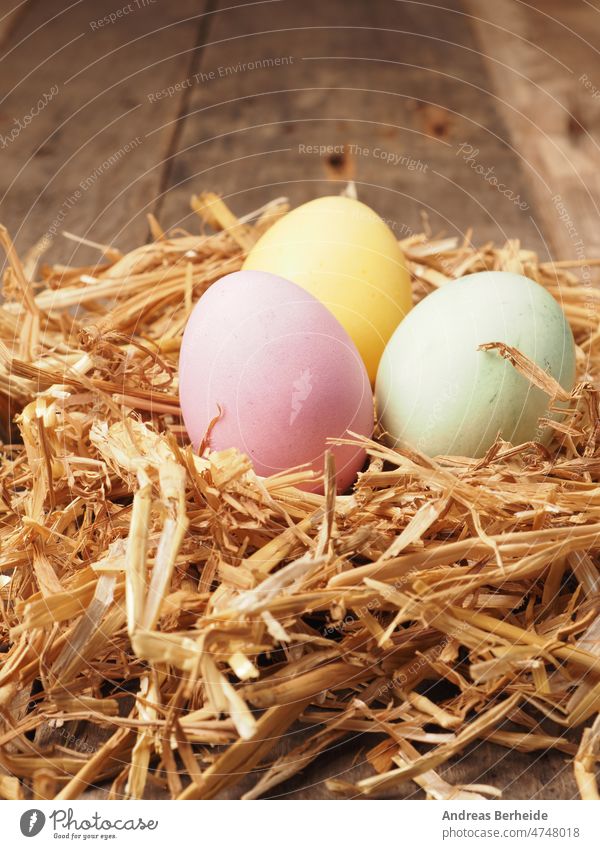 With natural dyes self-dyed organic eggs in a straw nest easter egg easter decoration coloured symbol green yellow pink pastel color group collection egg shell