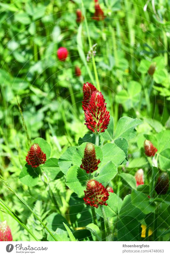 Flowering incarnate clover or also called blood clover trifolium incarnatum rose clover Italian clover Grass grasses Wild Wilderness Nature Summer Red Blossom