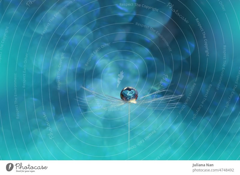 Beautiful Nature Background.Floral Art Design.Abstract Macro Photography.Dandelion Flowers.Blue Background.Creative Artistic Wallpaper.Wedding Invitation.Celebration,love.Close up.Water Drops.Tranquil Natural Background.Turquoise Color.Spa,water.