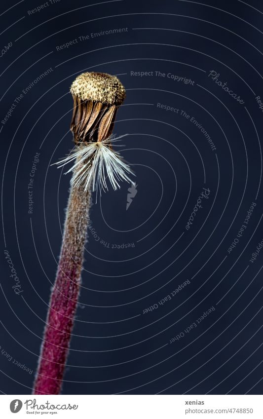 Last umbrella on wilted flower of gerbera against black background with reddish flower stem Sámen Plant Limp Flower Faded Detail Old moody Stalk Plant Stems