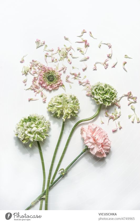 Beautiful green and pink blooming garden flowers at white background stem separated petals beautiful floral springtime summer concept top view blossom bunch
