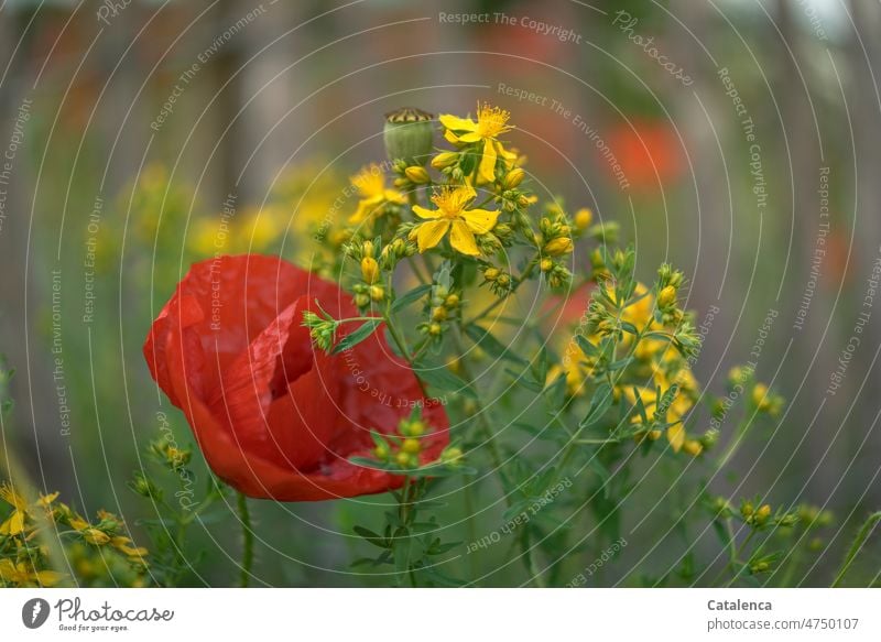 Poppy and St. John's wort Garden daylight Day Poppy blossom fade wax Leaf petals Seed capsule Blossom Papaveraceae poppies Flower Plant flora Nature