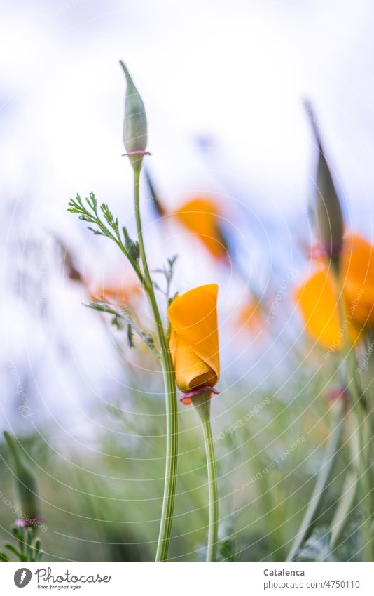 poppy Nature flora Plant Flower Poppy California poppy Eschschoizia californica poppies Papaveraceae Blossom Seed capsule petals Leaf handle blossom wax fade