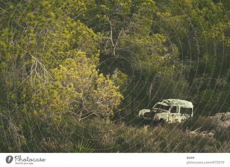 Old White Summer Environment Nature Landscape Tree Meadow Forest Means of transport Vehicle Car Vintage car Broken Retro Gloomy Dry Green Loneliness Past