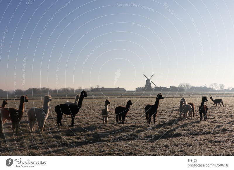 Alpaca herd on frosty meadow in morning sun, windmill in background animals Many Meadow Winter Frost chill Winter morning Cold Landscape Nature Windmill Sky