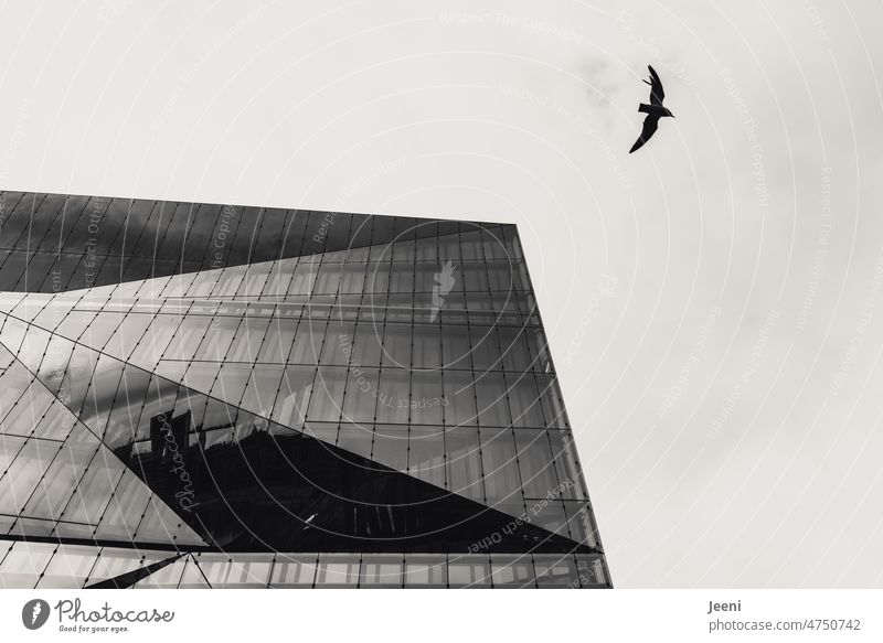 Gentle bird flight next to rectilinear architecture Bird Flying Sky Free cube Berlin Capital city reflection Modern Architecture Surface geometric Building