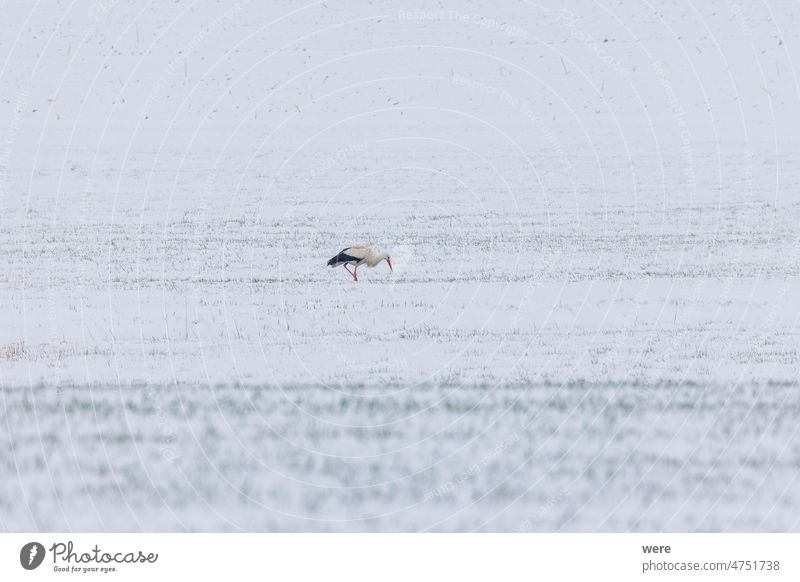 A white stork surprised by winter looks for food in the snow in the Schmuttertal biotope near Augsburg Ciconia ciconia Gablingen animal bird cold copy space
