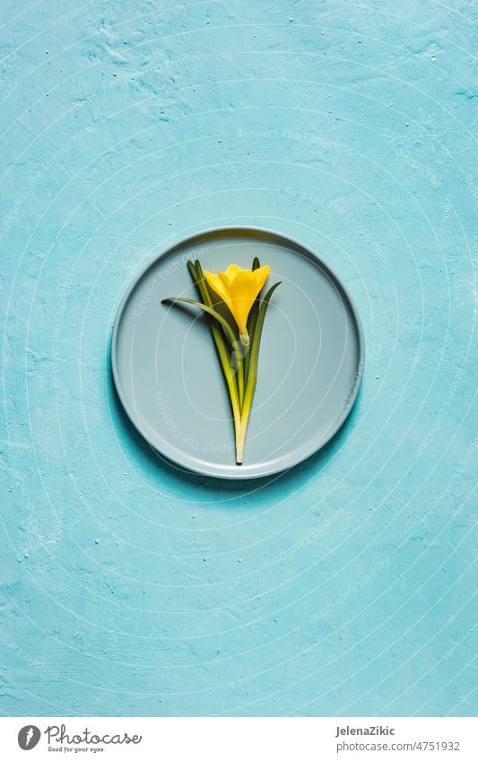 Yellow flower in a plate on a turquoise background decoration party spring setting dinner cutlery holiday table celebration place festive dining napkin catering