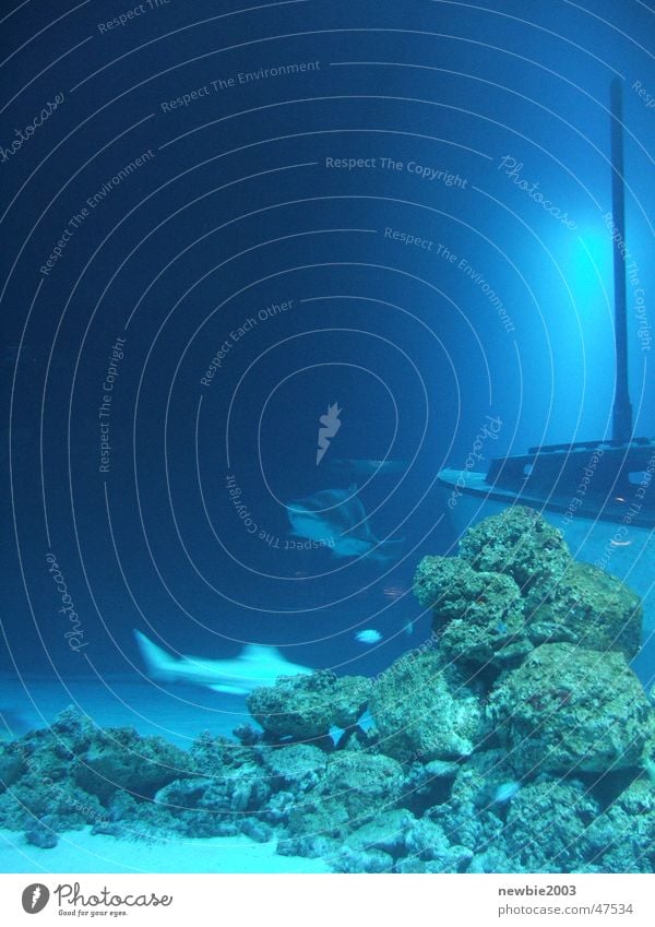 Blue Shark Ocean shark aquarium ship blue underwater