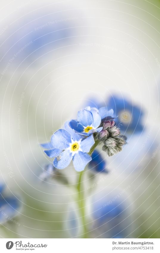 Myosotis silvatica, wood forget-me-not, high key image Forget-me-not blossoms Blossom Plant Flower Borage family Boraginaceae High-key High Key Image